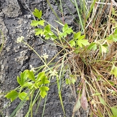 Apium prostratum (Sea Celery) at Kiama Heights, NSW - 19 Mar 2025 by plants