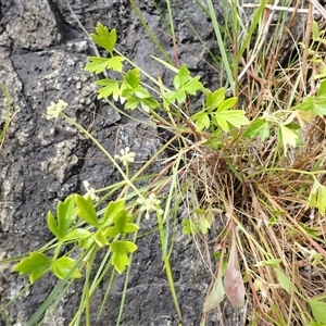 Apium prostratum (Sea Celery) at Kiama Heights, NSW - 19 Mar 2025 by plants