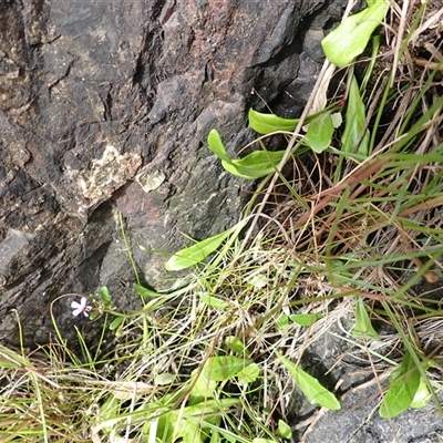 Lobelia anceps (Angled Lobelia) at Kiama Heights, NSW - 19 Mar 2025 by plants