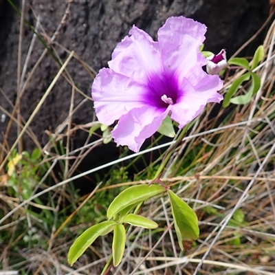 Ipomoea cairica (Coastal Morning Glory, Mile a Minute) at Kiama Heights, NSW - 19 Mar 2025 by plants