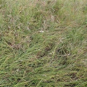 Themeda triandra (Kangaroo Grass) at Kiama Heights, NSW - 19 Mar 2025 by plants