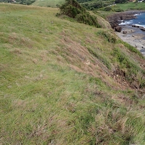 Themeda triandra at Kiama Heights, NSW - 19 Mar 2025 10:13 PM