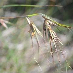 Themeda triandra at Kiama Heights, NSW - 19 Mar 2025 10:13 PM