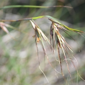 Themeda triandra at Kiama Heights, NSW - 19 Mar 2025 10:13 PM