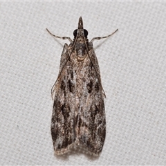 Scoparia (genus) (Unidentified Scoparia moths) by DianneClarke