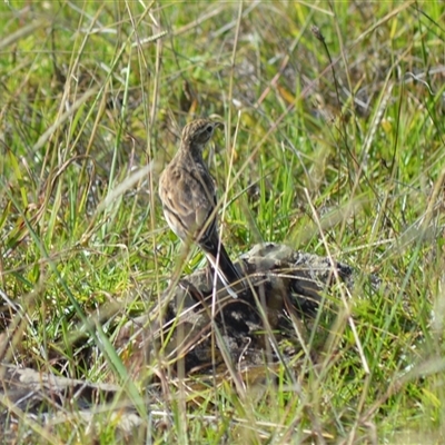 Anthus australis (Australian Pipit) at Kiama Heights, NSW - 19 Mar 2025 by plants