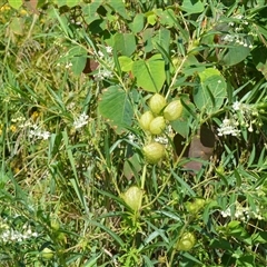 Gomphocarpus fruticosus (Narrow-leaved Cotton Bush) at Kiama Heights, NSW - 19 Mar 2025 by plants