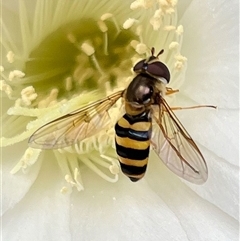 Eupeodes (Macrosyrphus) confrater (Hover fly) by RWPurdie