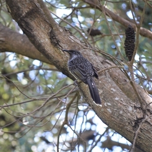 Anthochaera chrysoptera (Little Wattlebird) at Kiama Heights, NSW - 19 Mar 2025 by plants