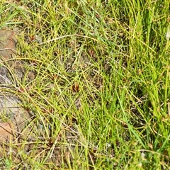 Isolepis prolifera at Kiama Heights, NSW - 19 Mar 2025 by plants