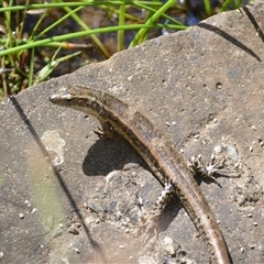 Eulamprus quoyii at Kiama Heights, NSW - 19 Mar 2025 by plants