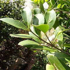 Elaeodendron australe (Red Olive Plum) at Kiama Heights, NSW - 19 Mar 2025 by plants