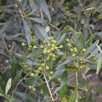 Olea europaea subsp. cuspidata (African Olive) at Kiama Heights, NSW - 19 Mar 2025 by plants