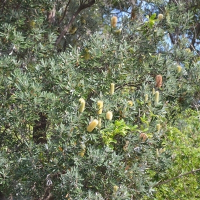 Banksia integrifolia subsp. integrifolia (Coast Banksia) at Kiama Heights, NSW - 19 Mar 2025 by plants