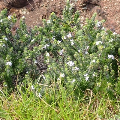 Westringia fruticosa (Native Rosemary) at Kiama Heights, NSW - 19 Mar 2025 by plants