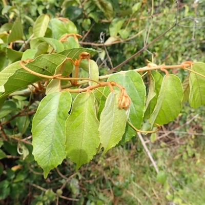 Cissus antarctica (Water Vine, Kangaroo Vine) at Kiama Heights, NSW - 19 Mar 2025 by plants