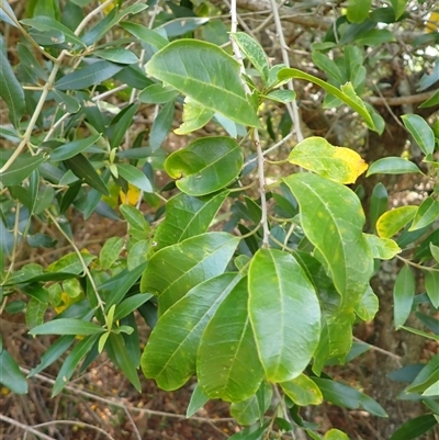 Maclura cochinchinensis (Cockspur Thorn) at Kiama Heights, NSW - 19 Mar 2025 by plants