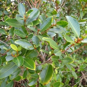 Myrsine variabilis at Kiama Heights, NSW - 19 Mar 2025 09:23 AM