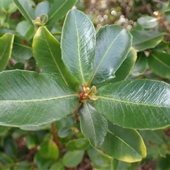 Myrsine variabilis at Kiama Heights, NSW - 19 Mar 2025 09:23 AM