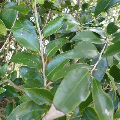 Scolopia braunii (Flintwood) at Kiama Heights, NSW - 19 Mar 2025 by plants