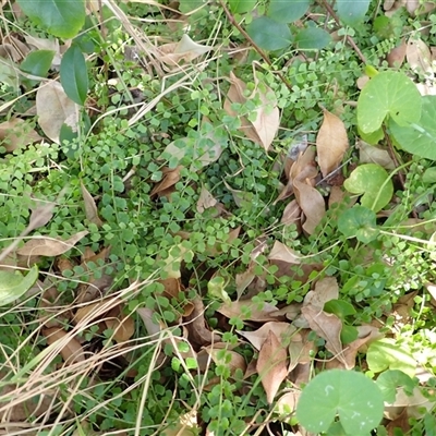 Asplenium flabellifolium (Necklace Fern) at Kiama Heights, NSW - 19 Mar 2025 by plants