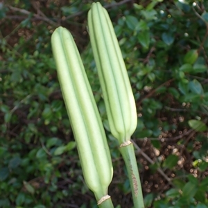 Lilium formosanum (Taiwan Lily, Tiger Lily) at Kiama Heights, NSW - 19 Mar 2025 by plants