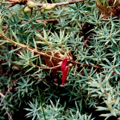 Unidentified Other Wildflower or Herb at Yattalunga, SA - 1 Jul 1990 by johnpugh