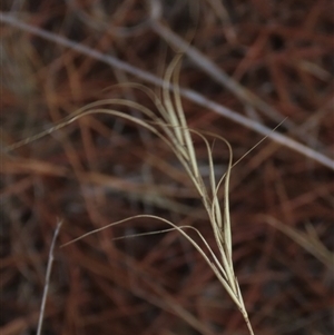 Anthosachne scabra (Common Wheat-grass) at Dry Plain, NSW - 16 Mar 2025 by AndyRoo