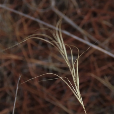 Anthosachne scabra (Common Wheat-grass) at Dry Plain, NSW - 16 Mar 2025 by AndyRoo