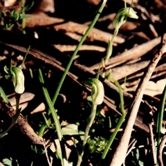 Pterostylis sp. at Yattalunga, SA - 5 Aug 1990 by johnpugh