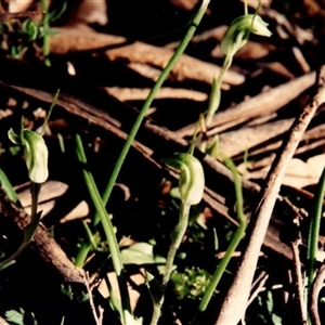 Pterostylis sp. at Yattalunga, SA - 5 Aug 1990 by johnpugh