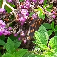 Amata (genus) (Handmaiden Moth) at Jamberoo, NSW - 20 Mar 2025 by plants