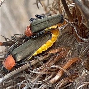 Chauliognathus tricolor at Bonny Hills, NSW - suppressed