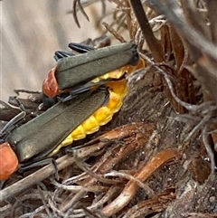 Chauliognathus tricolor at Bonny Hills, NSW - suppressed