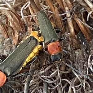 Chauliognathus tricolor at Bonny Hills, NSW - suppressed