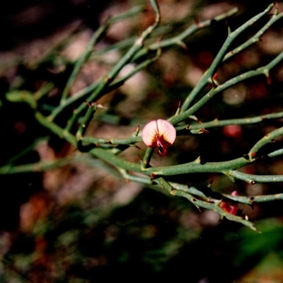 Unidentified Pea at Yattalunga, SA - 7 Oct 1990 by johnpugh