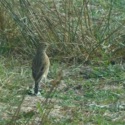 Anthus australis (Australian Pipit) at Symonston, ACT - 20 Mar 2025 by CallumBraeRuralProperty