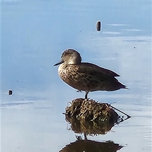 Anas gracilis (Grey Teal) at Fyshwick, ACT - 20 Mar 2025 by Tawny4