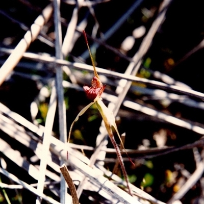 Unidentified Orchid at Yattalunga, SA - 7 Oct 1990 by johnpugh