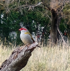 Neochmia temporalis (Red-browed Finch) at Fyshwick, ACT - 20 Mar 2025 by Tawny4