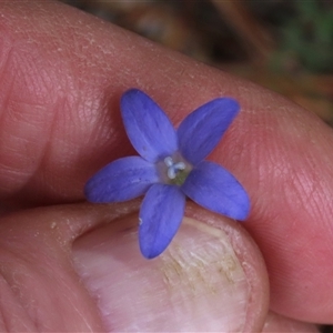 Wahlenbergia sp. (Bluebell) at Dry Plain, NSW - 16 Mar 2025 by AndyRoo