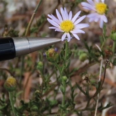 Brachyscome rigidula at Dry Plain, NSW - 16 Mar 2025 by AndyRoo