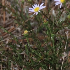 Brachyscome rigidula at Dry Plain, NSW - 16 Mar 2025 12:28 PM