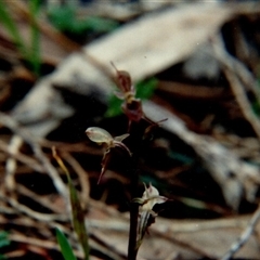 Acianthus exsertus at Yattalunga, SA - 8 Jul 1990 by johnpugh