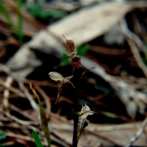 Acianthus exsertus at Yattalunga, SA - 8 Jul 1990 by johnpugh