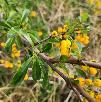 Pyracantha crenulata (Firethorn) at Kingston, ACT - Yesterday by Tawny4