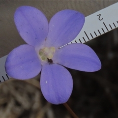 Wahlenbergia sp. at Dry Plain, NSW - 16 Mar 2025 by AndyRoo