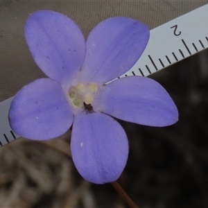 Wahlenbergia planiflora at Dry Plain, NSW - 16 Mar 2025 by AndyRoo