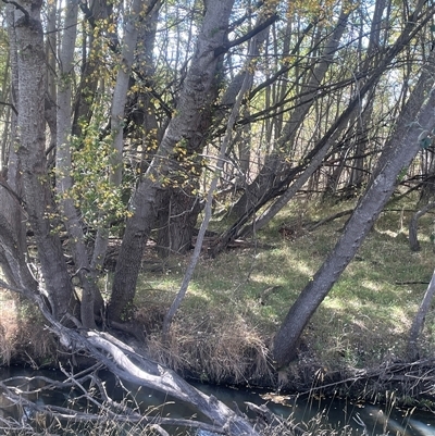 Populus alba (White Poplar) at Cootralantra, NSW - 19 Mar 2025 by JaneR