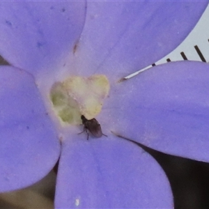 Unidentified True fly (Diptera) at Dry Plain, NSW - 16 Mar 2025 by AndyRoo